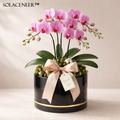 Solaceneer™ BloomGrace Decorative Orchid Arrangement